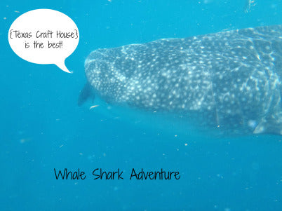 Whale Shark Adventure in Cancun Mexico